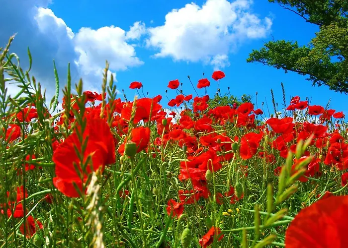 Wg Bernstein - Reetdachhaus - Ruhe Und Seeblick * Sellin (Rugen)
